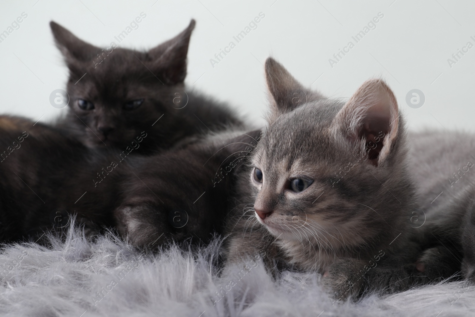 Photo of Cute fluffy kittens on faux fur. Baby animals