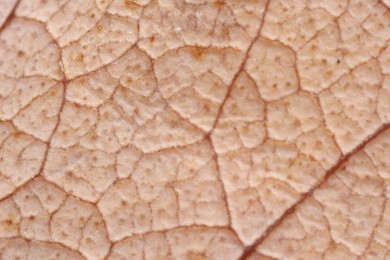 Photo of Texture of beautiful plant as background, macro view