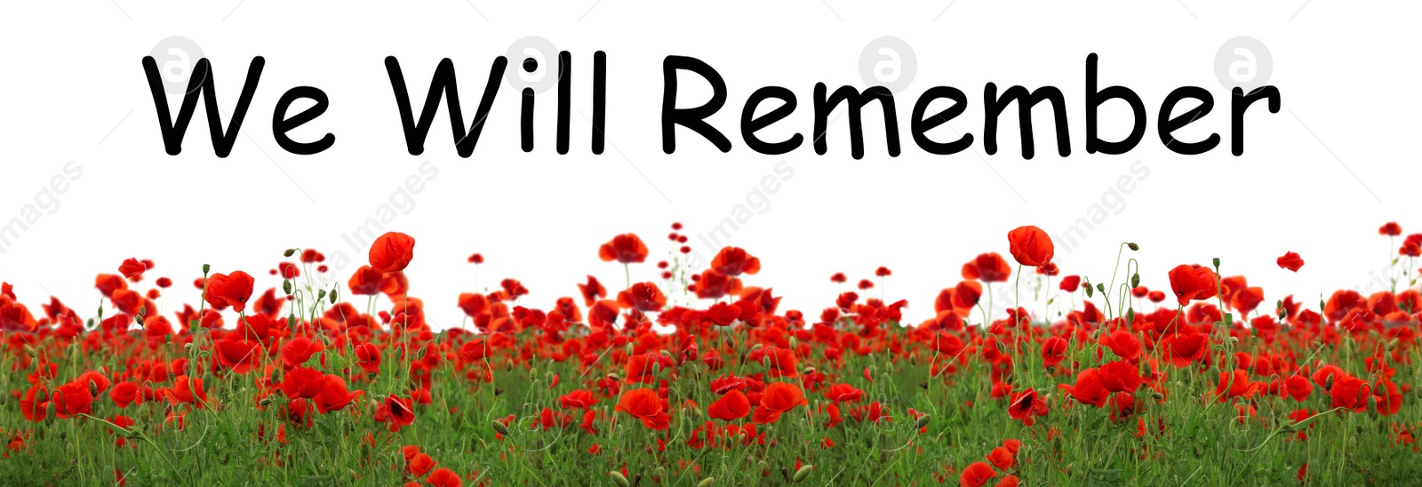 Image of Remembrance day banner. Red poppy flowers in field and text We will Remember on white background