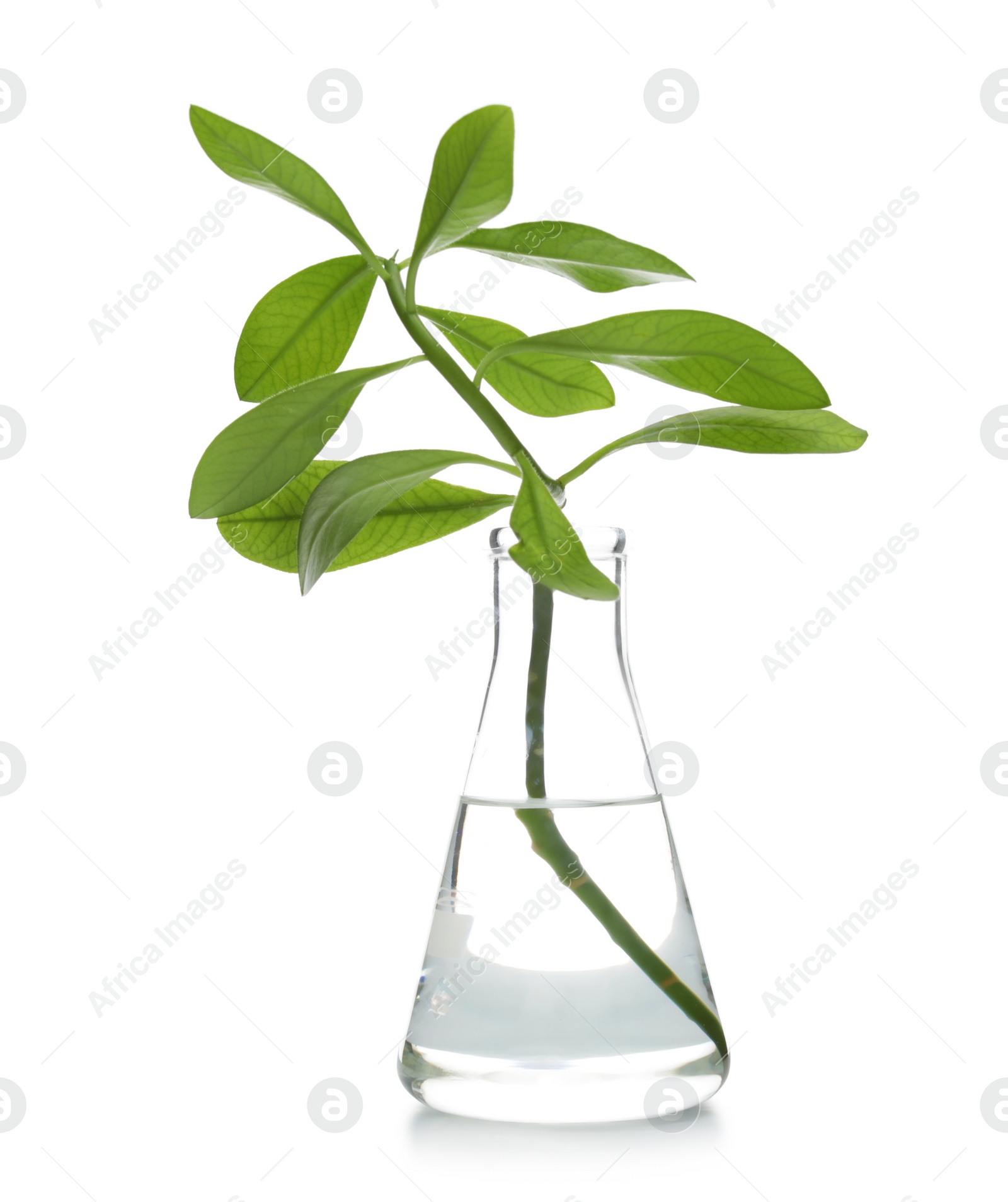 Photo of Flask with exotic plant isolated on white. Organic chemistry