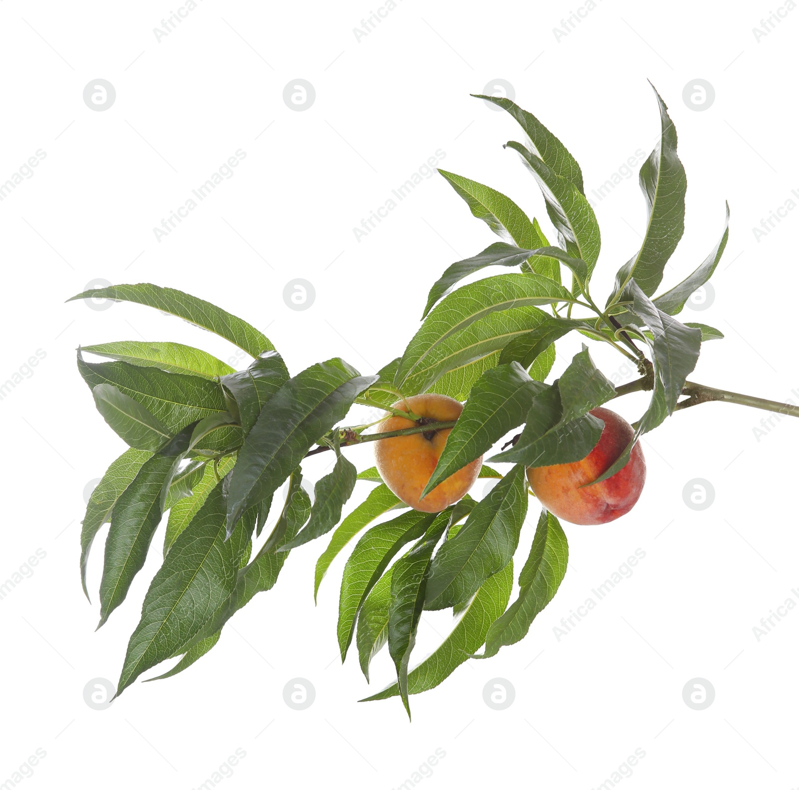 Photo of Tree branch with fresh ripe peaches isolated on white