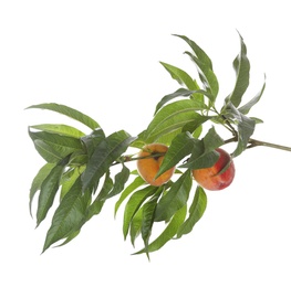 Tree branch with fresh ripe peaches isolated on white