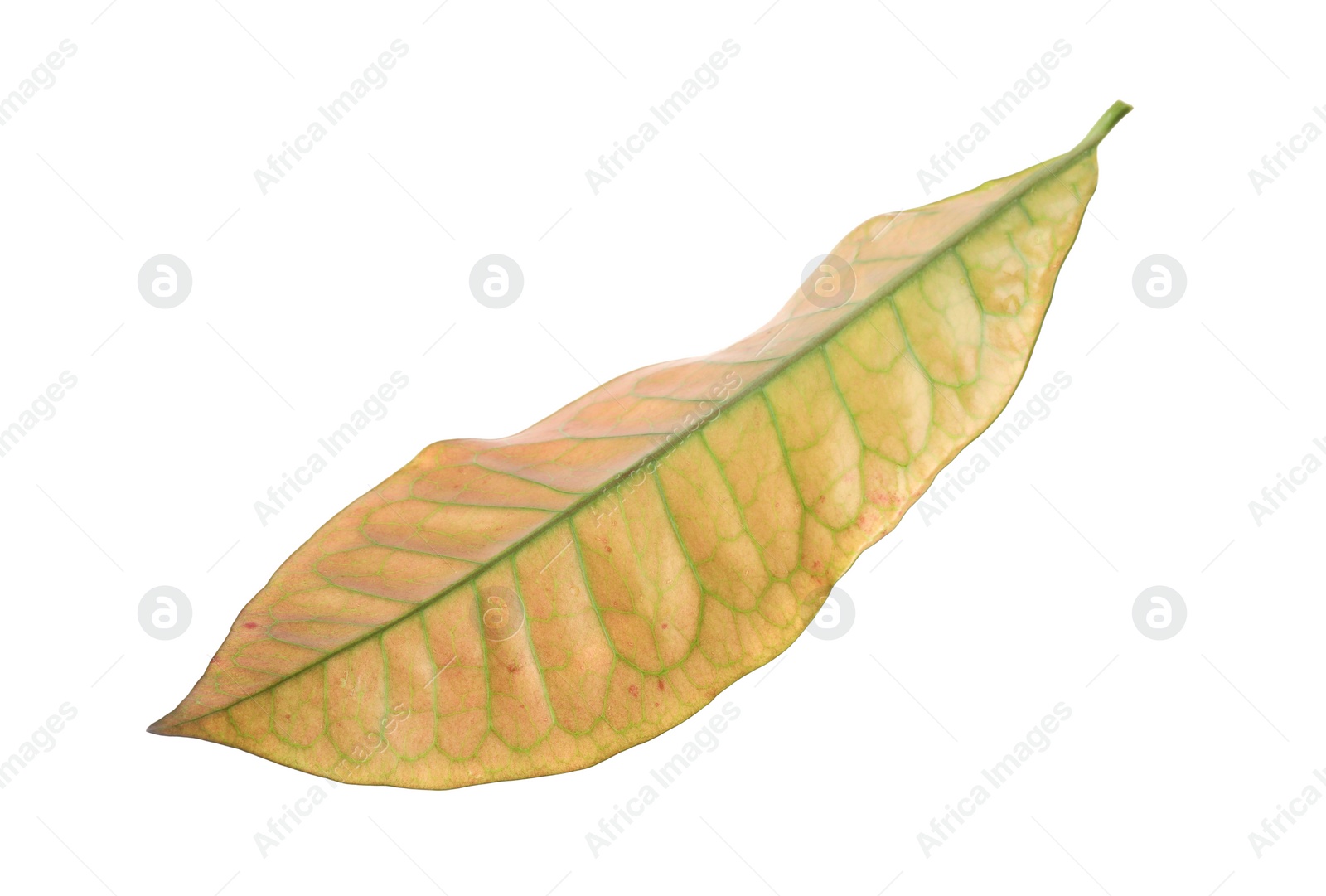 Photo of Leaf of tropical codiaeum plant on white background