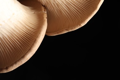 Photo of Macro photo of oyster mushrooms on black background. Space for text