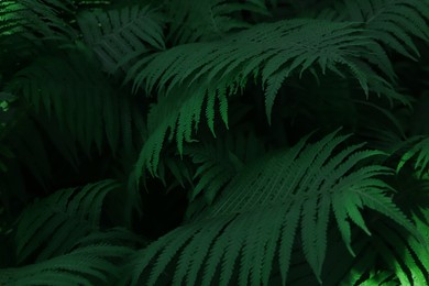 Photo of Beautiful fern with lush green leaves growing outdoors