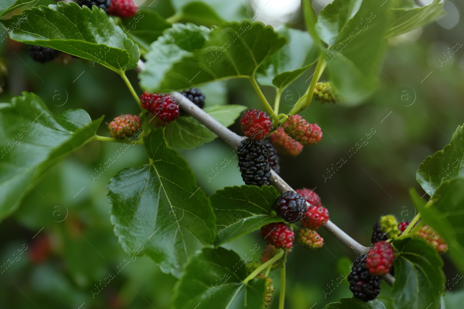Photo of Closeup view of mulberry tree with ripening berries outdoors