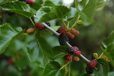 Photo of Closeup view of mulberry tree with ripening berries outdoors