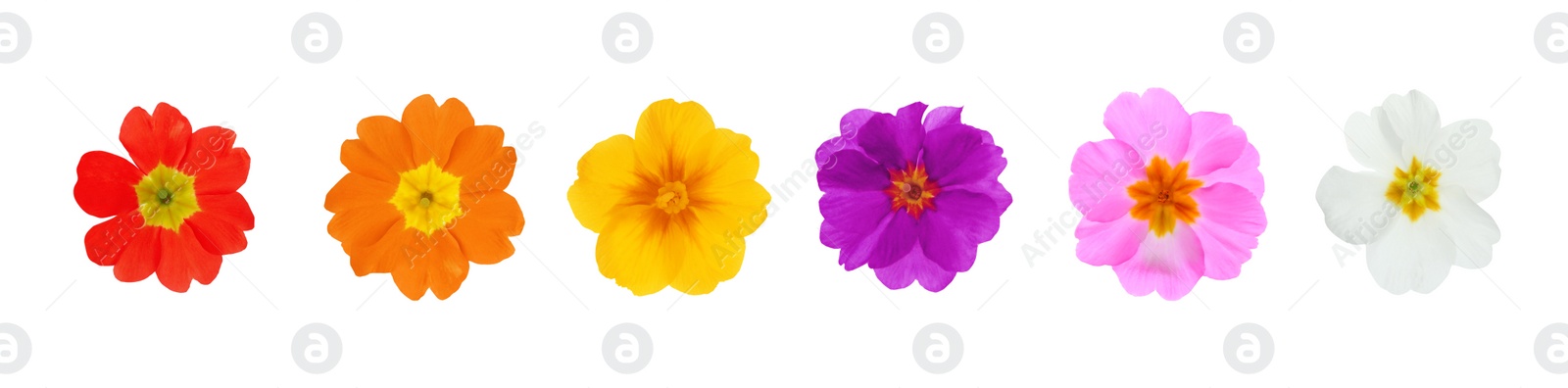 Image of Set with different beautiful primula (primrose) flowers on white background, banner design. Spring blossom