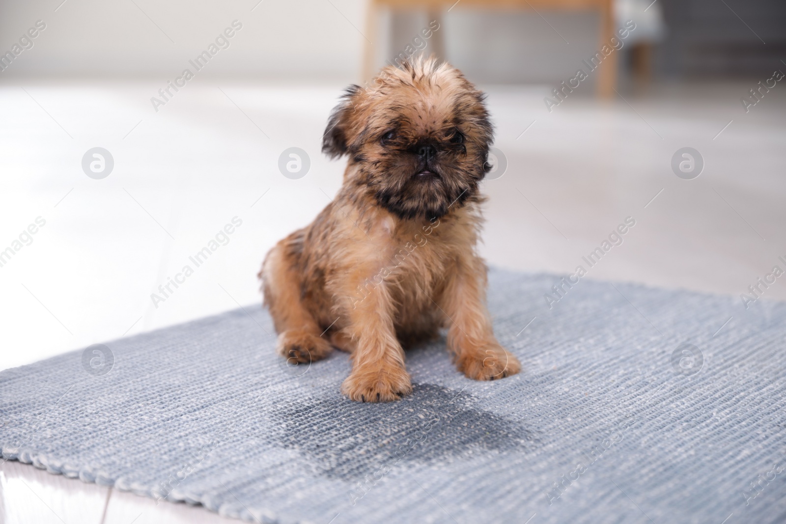 Photo of Adorable Brussels Griffon puppy near puddle on rug indoors