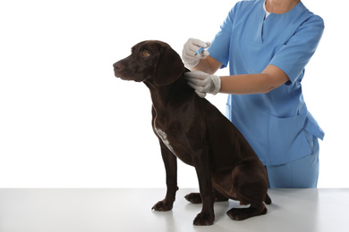 Photo of Professional veterinarian vaccinating dog on white background, closeup