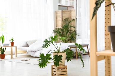 Bedroom interior with indoor plants. Trendy home decor