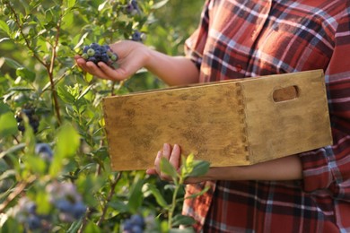 Photo of Woman with box picking up wild blueberries outdoors, closeup. Seasonal berries