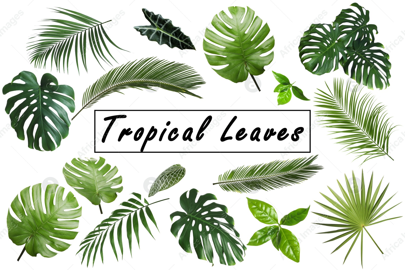 Image of Set of different tropical leaves on white background 