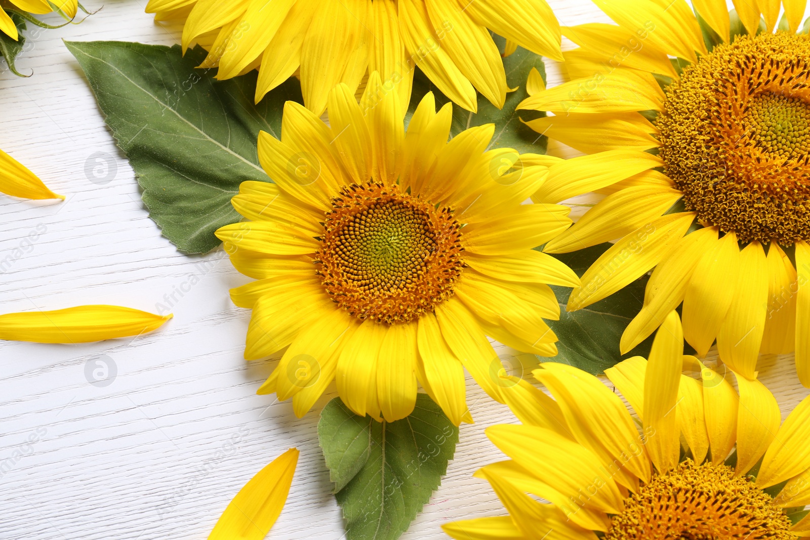 Photo of Beautiful bright sunflowers and petals on white wooden background, flat lay