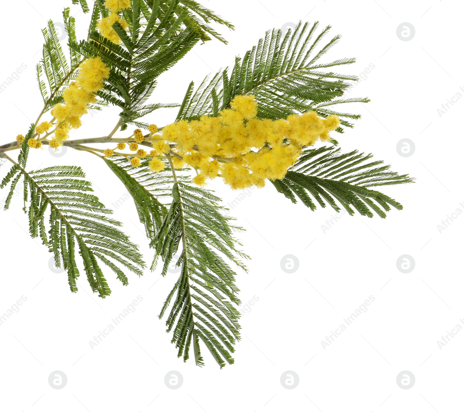 Photo of Beautiful mimosa plant with yellow flowers isolated on white