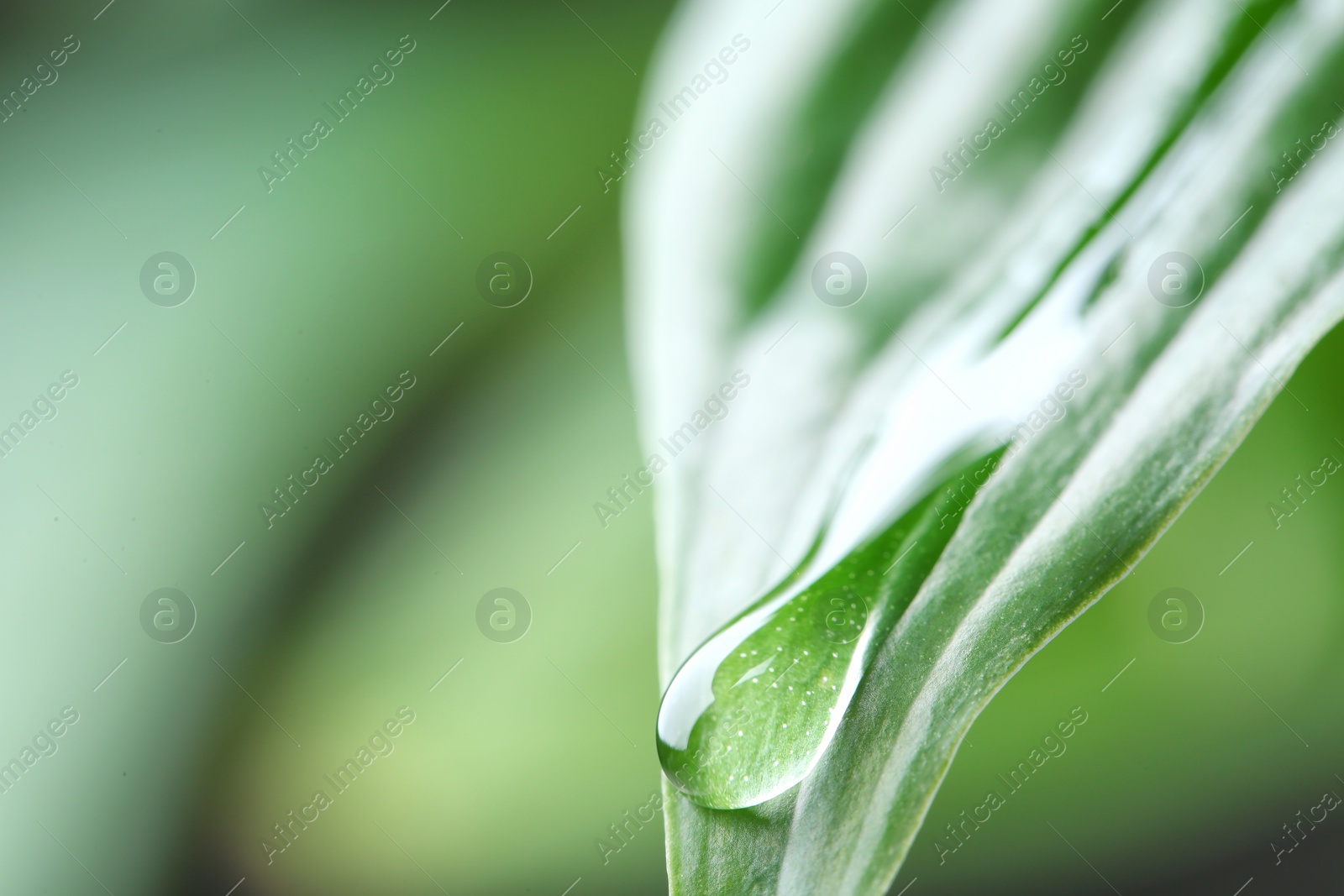 Photo of Macro view of water drop on green leaf