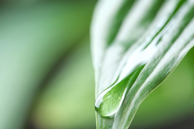 Photo of Macro view of water drop on green leaf