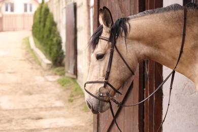 Photo of Adorable horse with bridles in stable, space for text. Lovely domesticated pet