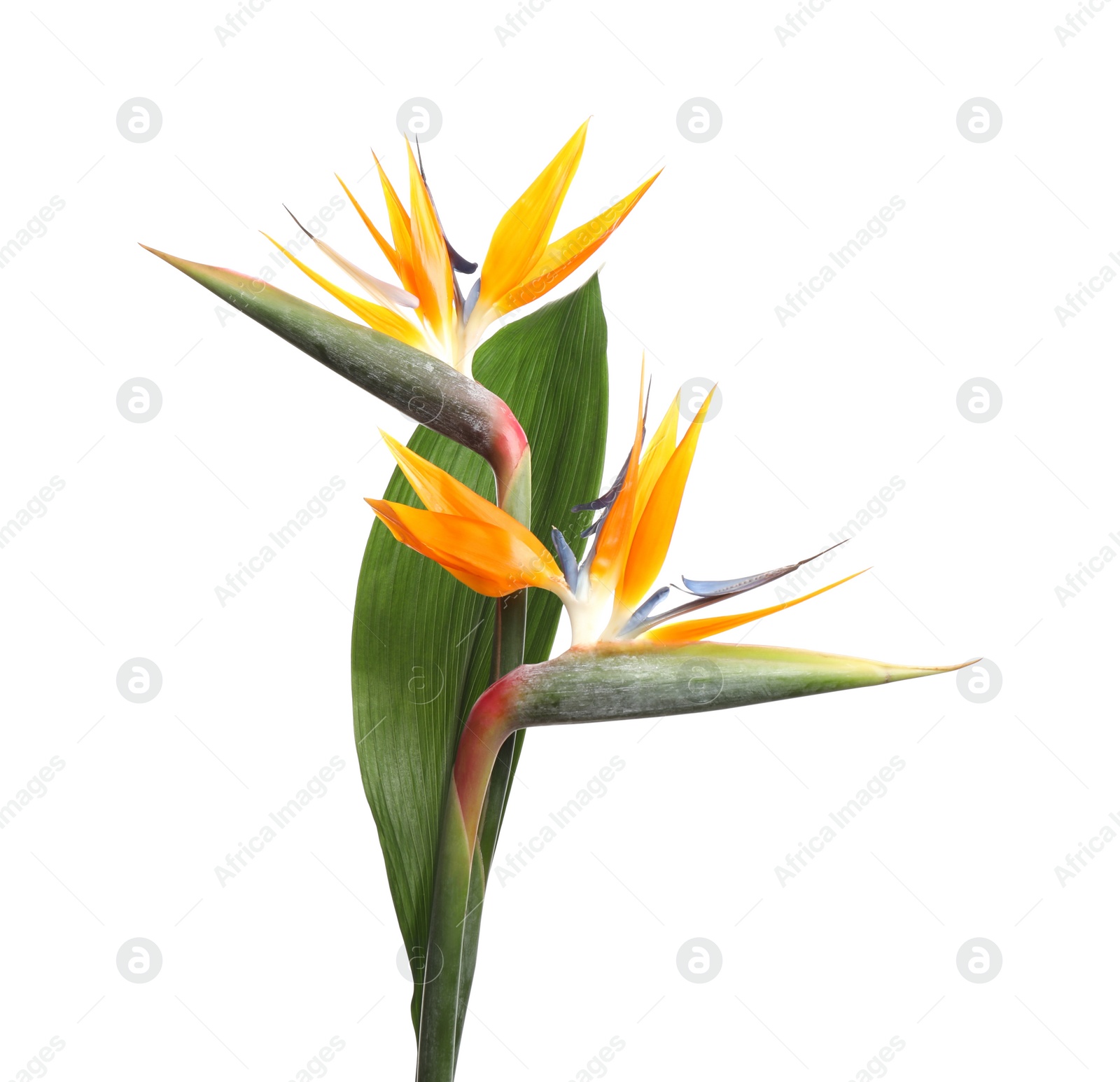 Photo of Bird of Paradise tropical flowers isolated on white