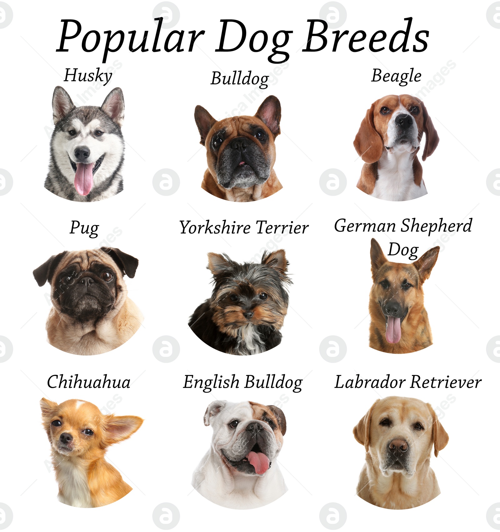 Image of Set of different adorable dogs on white background. Most popular breeds