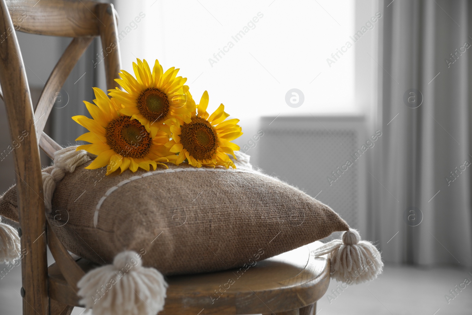 Photo of Bouquet of beautiful sunflowers and cushion on chair indoors