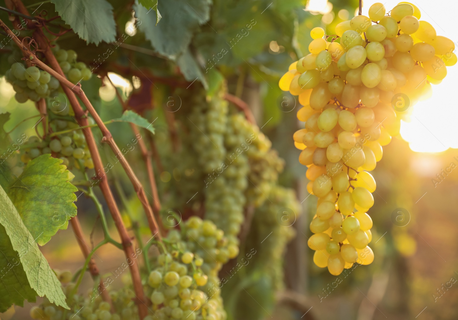 Photo of Delicious ripe grapes in vineyard. Harvest season