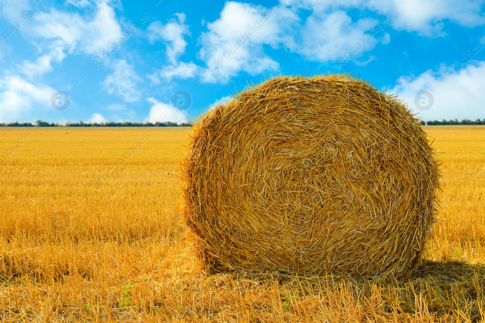 Image of Hay bale in golden field under blue sky on sunny day. Space for text