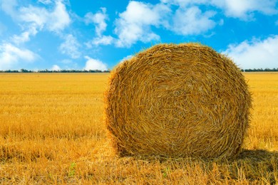 Hay bale in golden field under blue sky on sunny day. Space for text