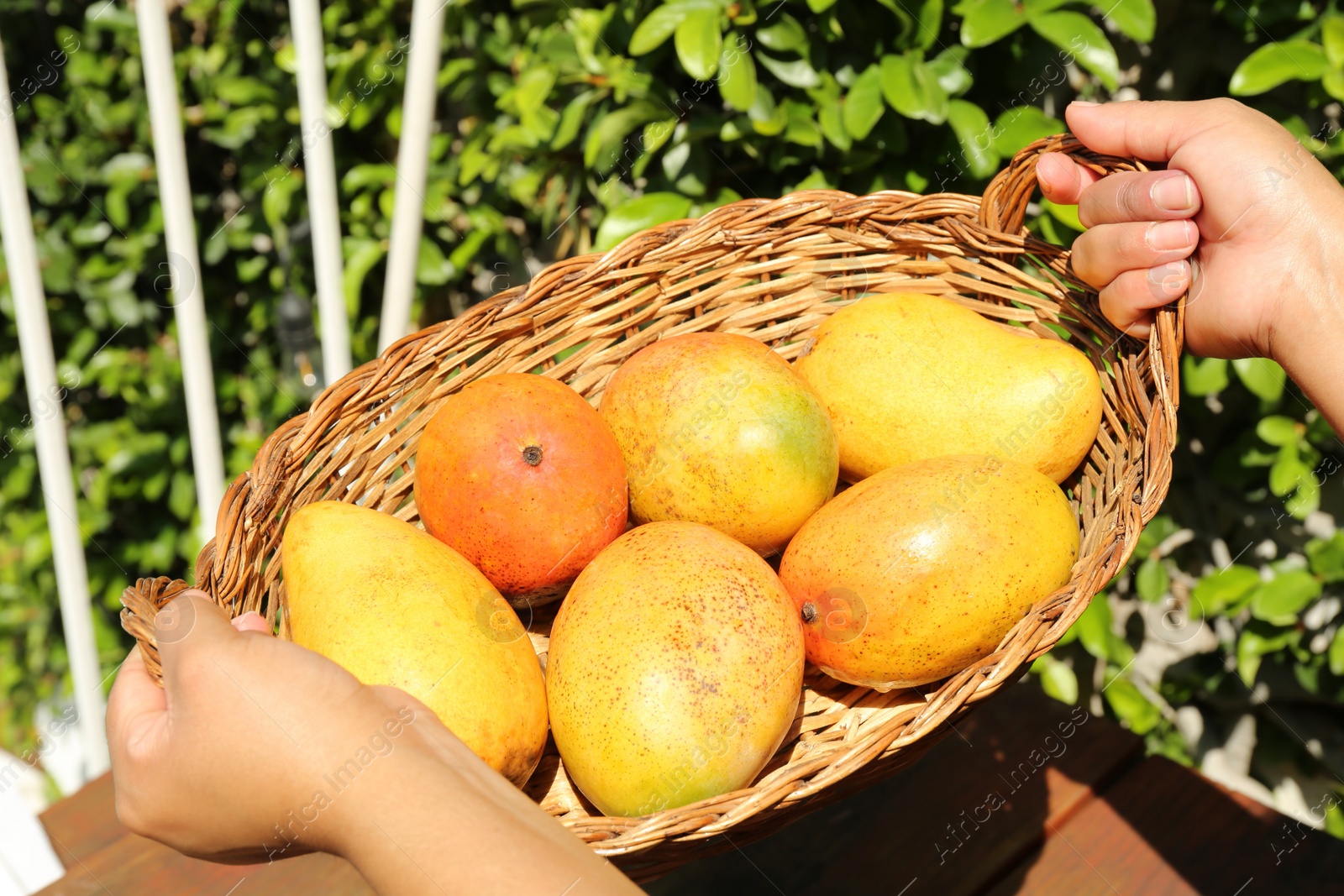 Photo of Woman holding wicker basket with tasty mangoes outdoors, closeup