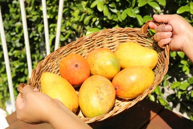 Woman holding wicker basket with tasty mangoes outdoors, closeup