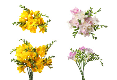 Image of Beautiful pink and yellow freesia flowers on white background