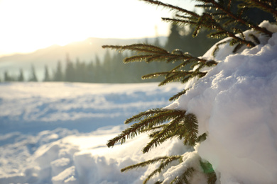 Photo of Fir tree covered with snow on winter day, closeup. Space for text