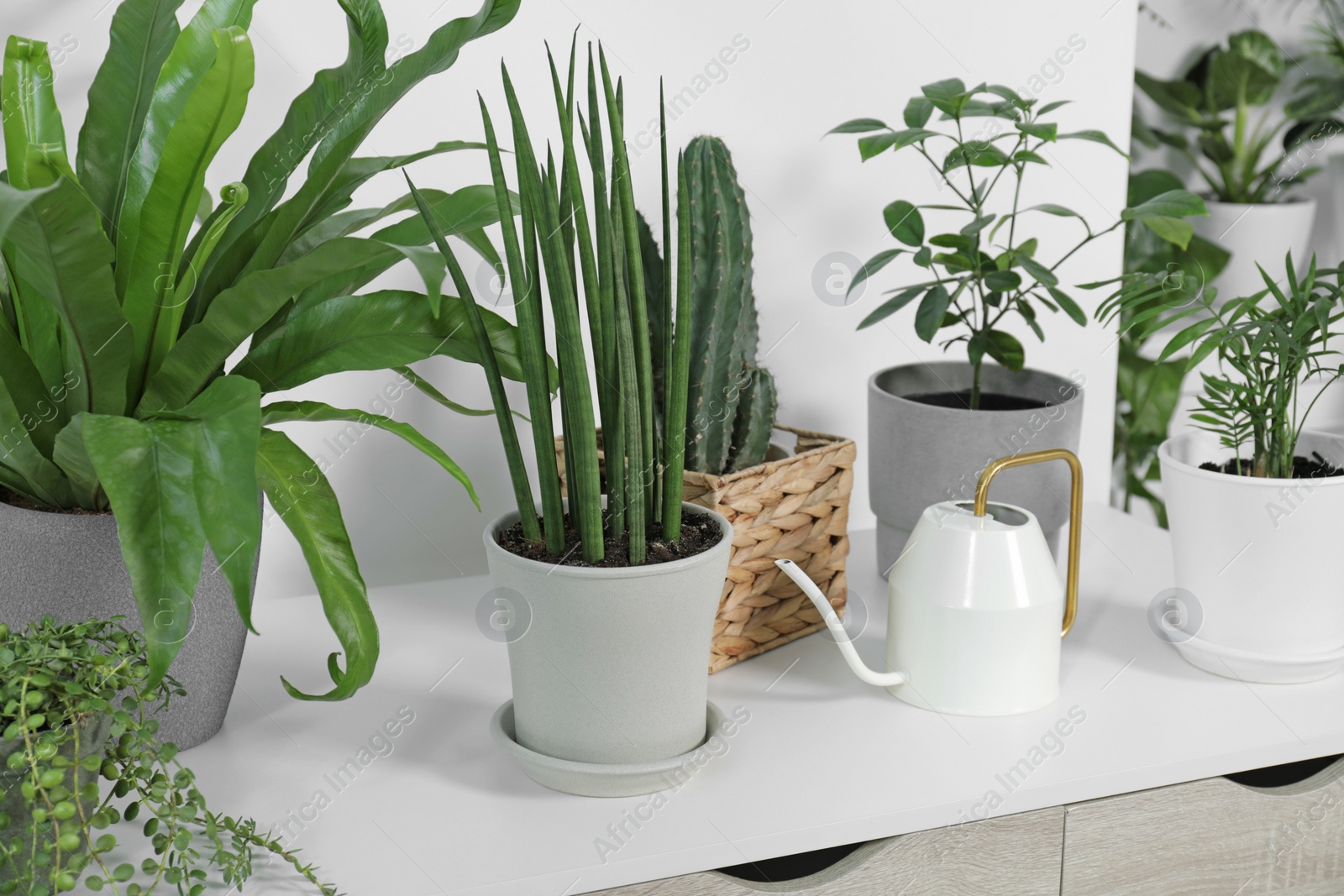 Photo of Green houseplants in pots and watering can on table near white wall