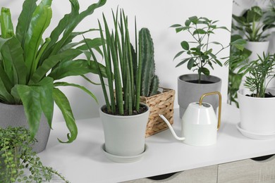 Photo of Green houseplants in pots and watering can on table near white wall