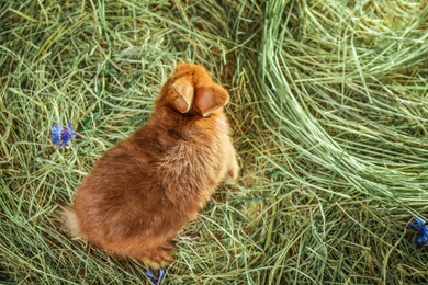 Adorable red rabbit on straw, top view