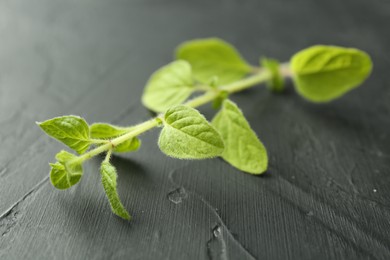 Photo of Sprig of fresh green oregano on dark gray textured table, closeup