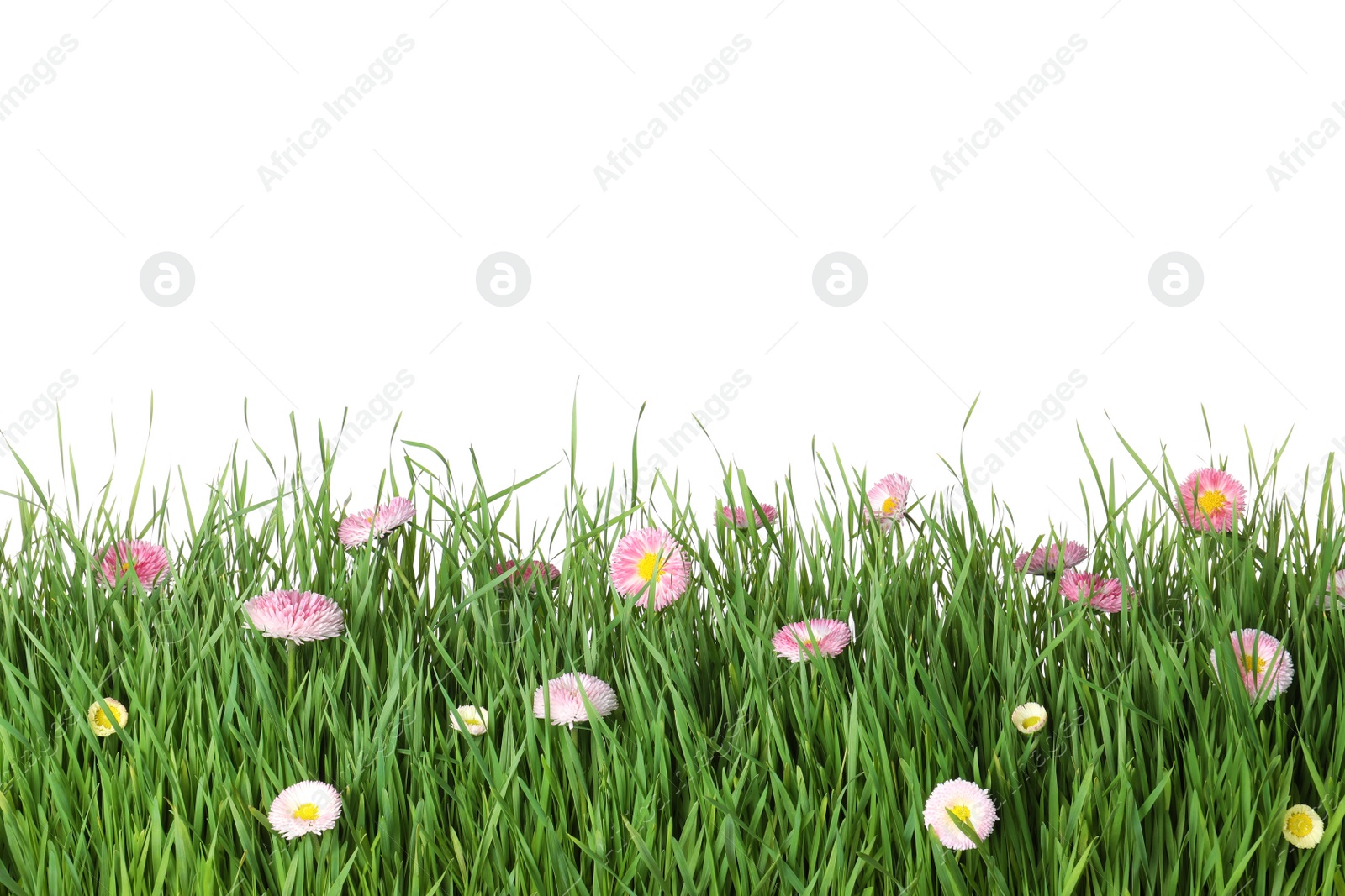 Photo of Vibrant green grass with beautiful flowers on white background