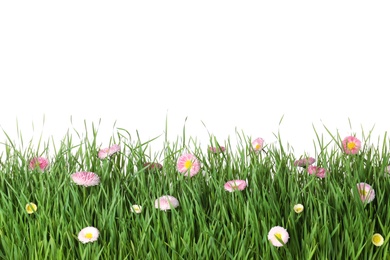 Photo of Vibrant green grass with beautiful flowers on white background