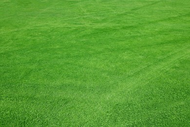 Beautiful view of green grass in garden on sunny day