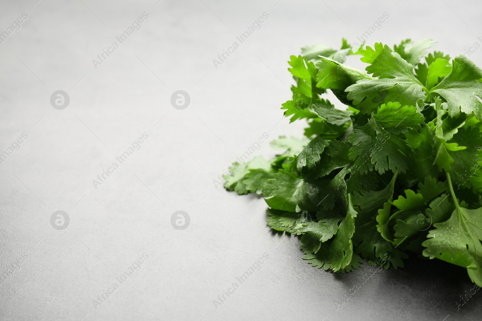 Photo of Bunch of fresh coriander on gray table, space for text