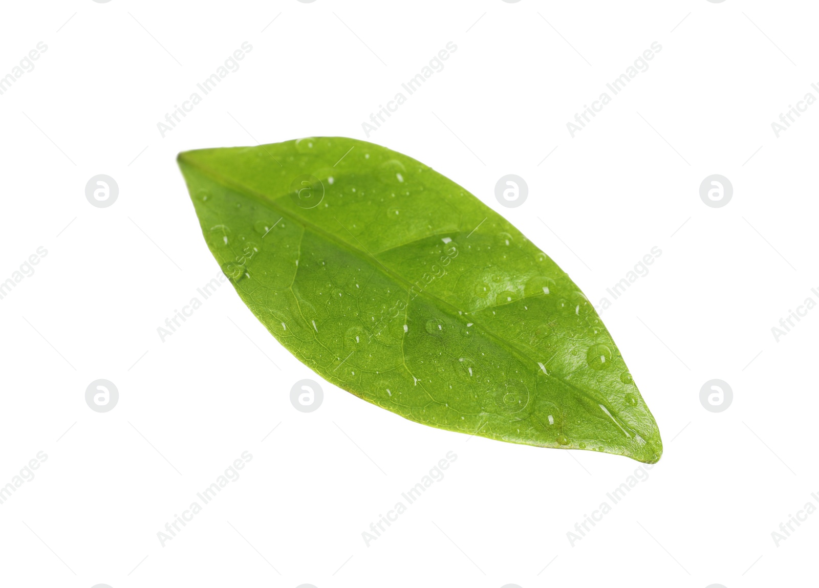 Photo of Fresh green coffee leaf with water drops isolated on white