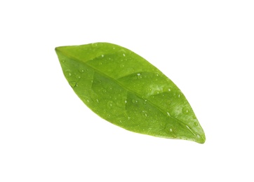 Photo of Fresh green coffee leaf with water drops isolated on white