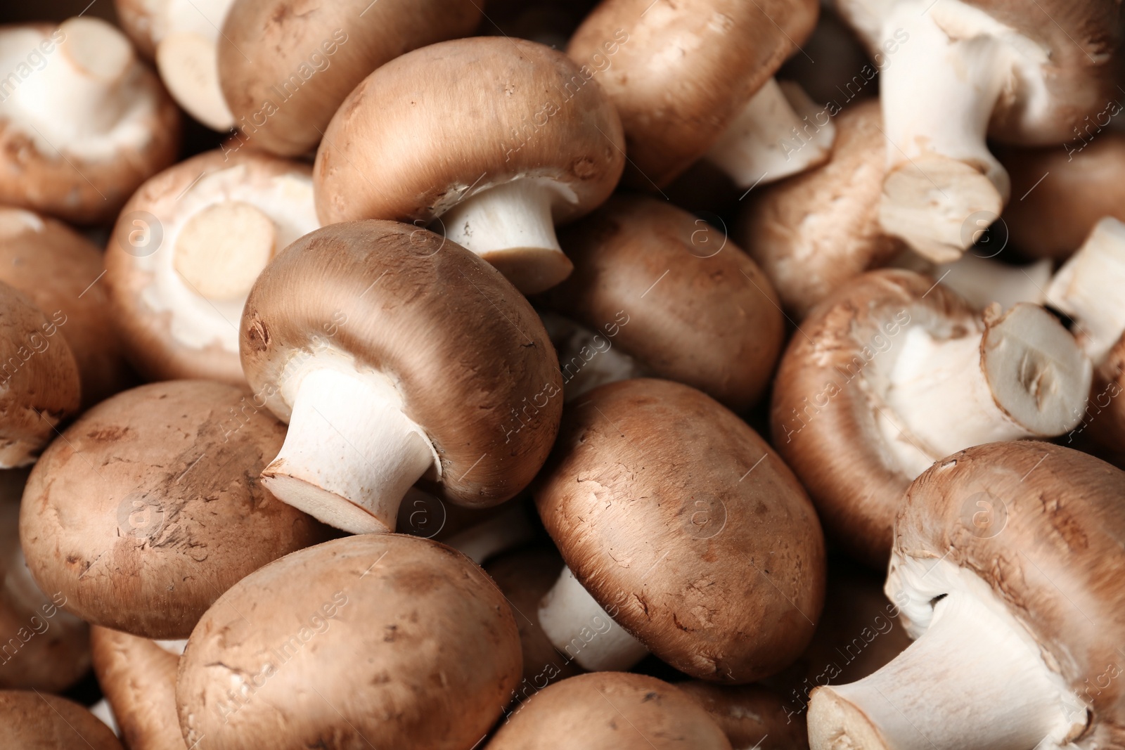 Photo of Fresh champignon mushrooms as background. Healthy food