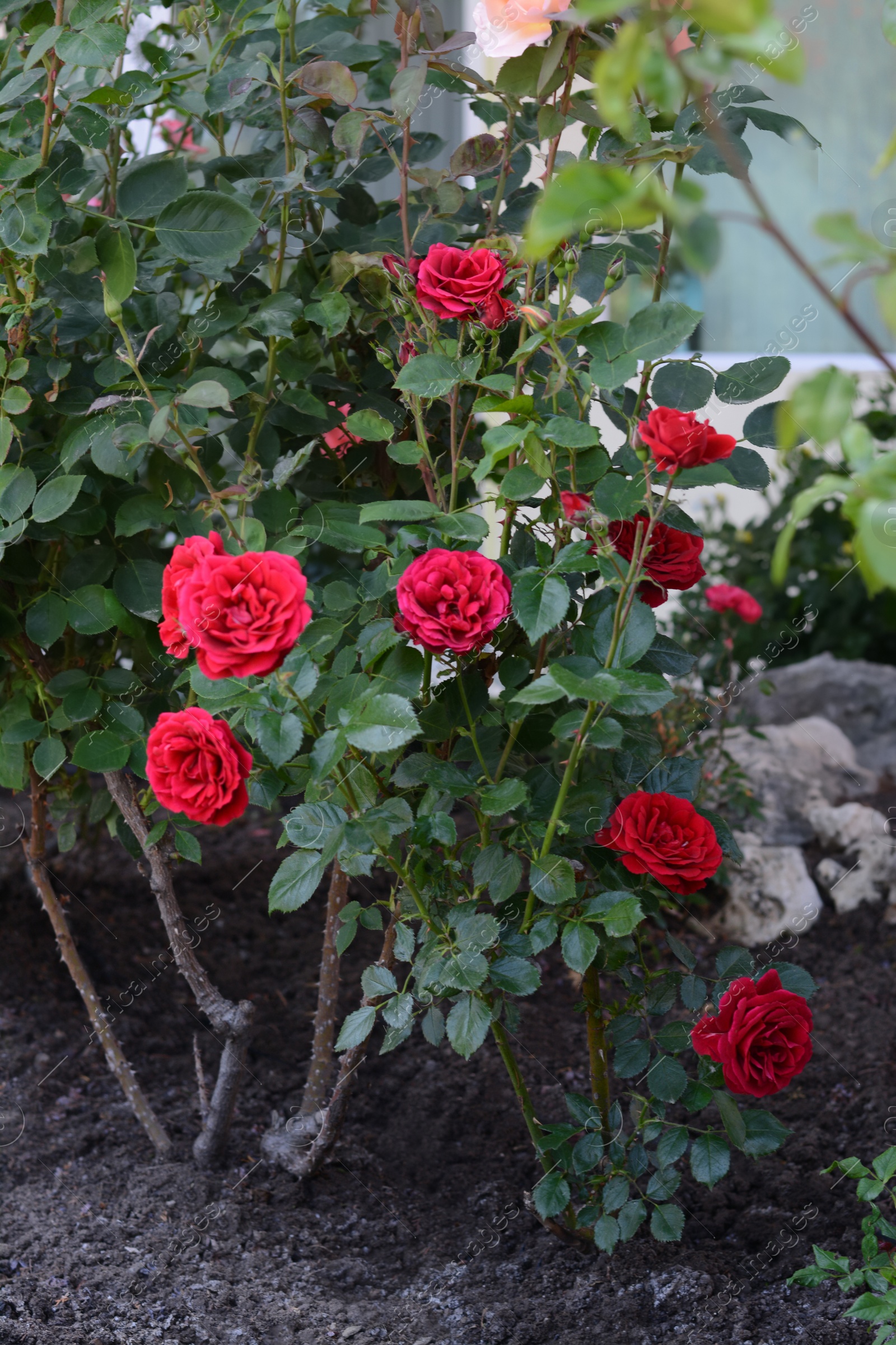 Photo of Bushes with beautiful red roses outdoors on summer day