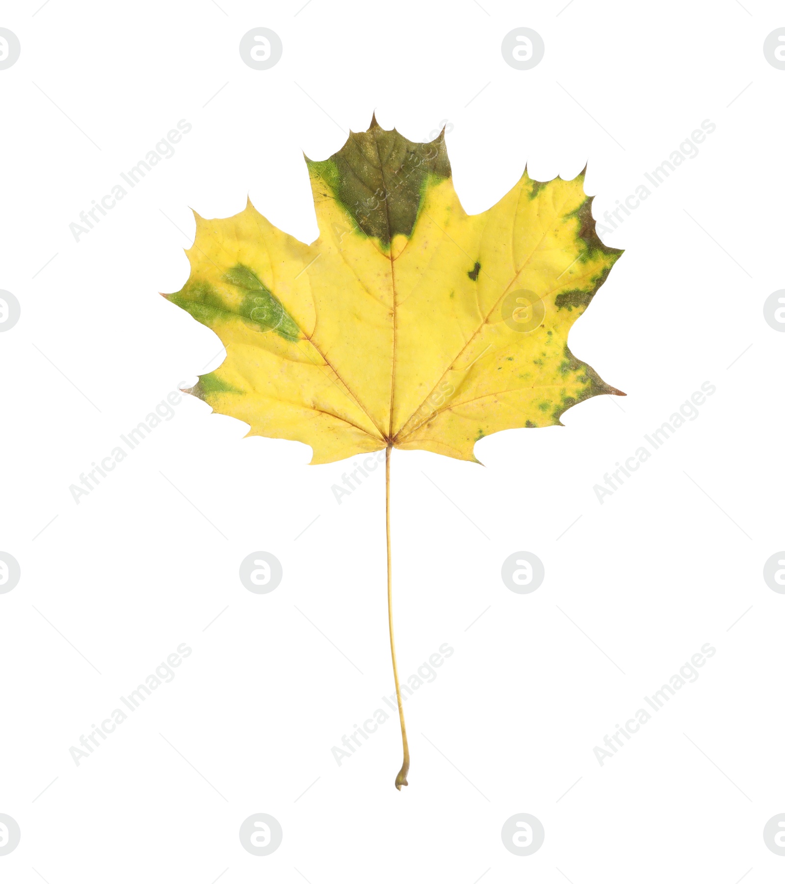 Photo of Autumn season. One maple leaf isolated on white