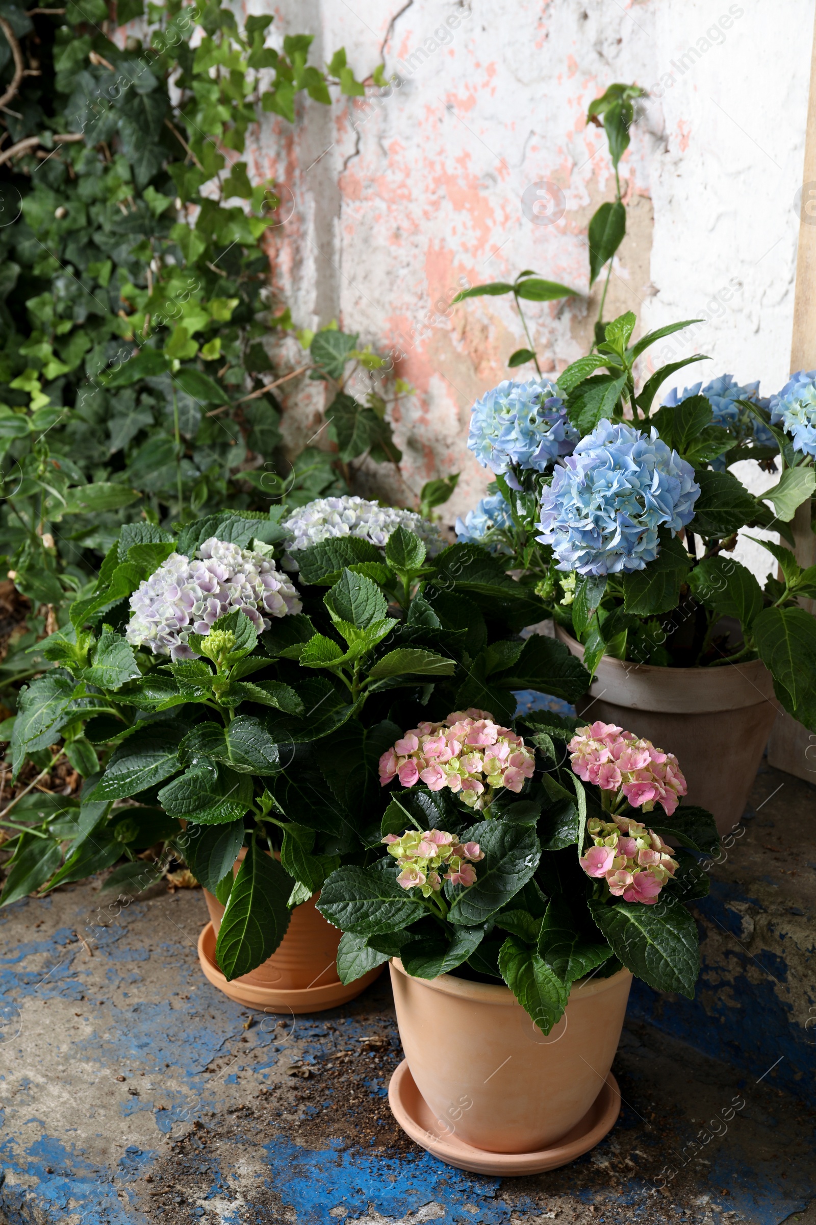 Photo of Beautiful blooming hortensia plants in pots outdoors