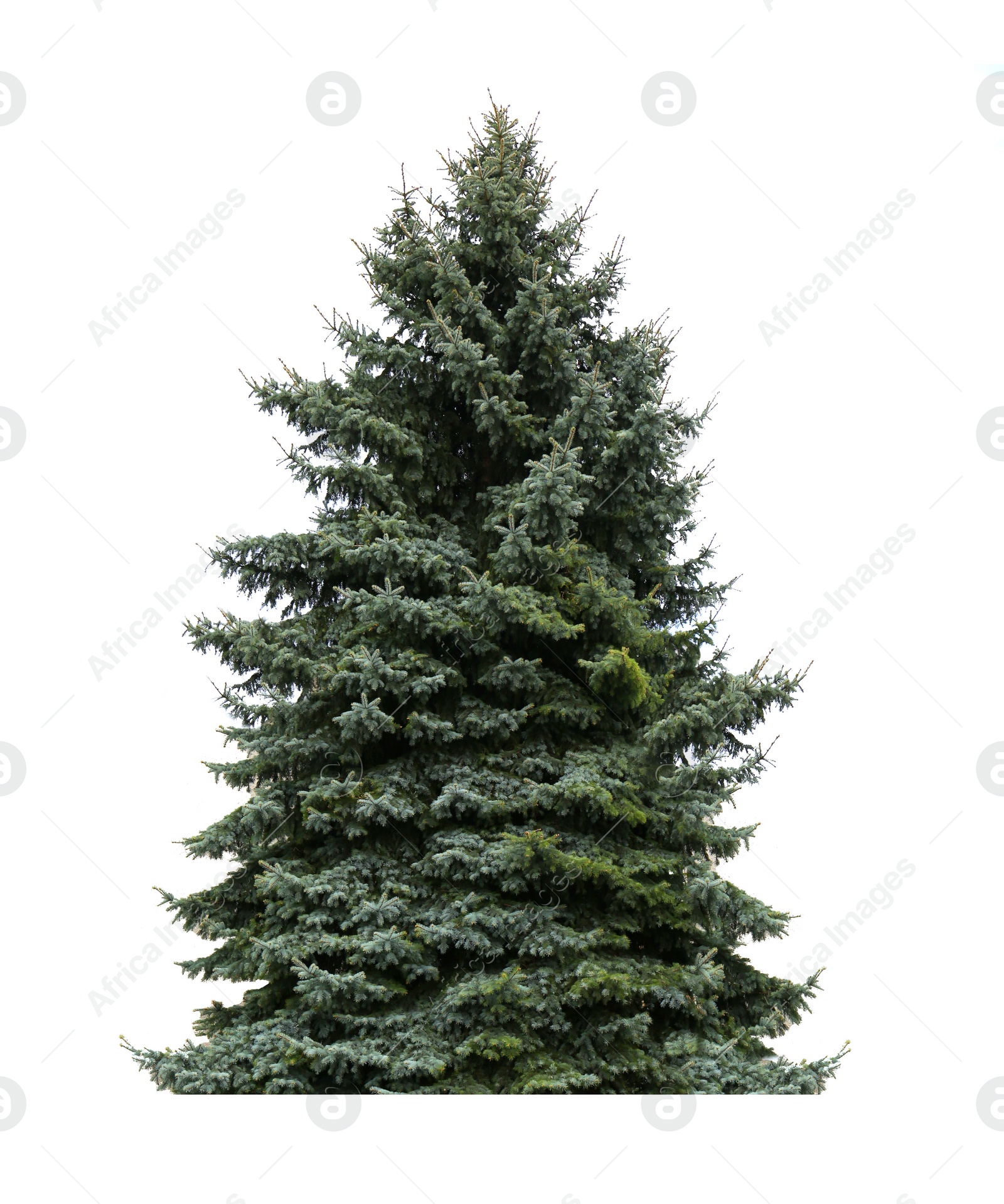 Image of Beautiful green fir tree isolated on white