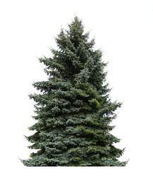 Beautiful green fir tree isolated on white