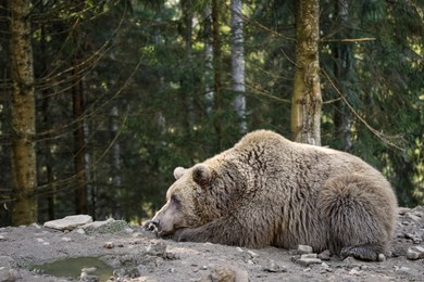 Beige bear in forest, space for text. Wild animal