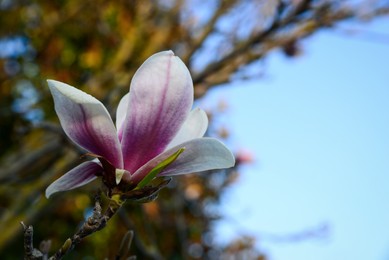 Photo of Magnolia tree with beautiful flower outdoors, closeup. Space for text